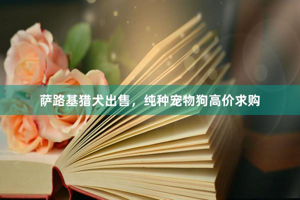 萨路基猎犬出售,纯种宠物狗高价求购