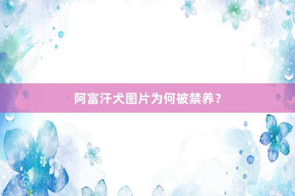 阿富汗犬图片为何被禁养?